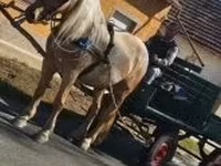 Égua, Cavalos — foto 5