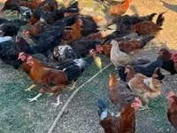 Chickens — foto 5