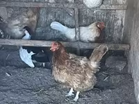 Brahma — photo 1