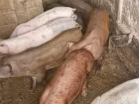 Porcs (lot, sexe non indiqué) — photo 2