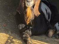 Jarac, Nubian Goat — fotografija 2