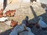 Chickens — fotografija 7