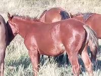 Кобила, Kazakh horse — фото 4