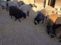Ovan, Racka sheep — fotografija 4