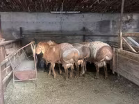 Widder, Arashan sheep — Foto 1