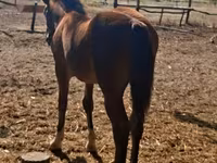 Yegua, Haflinger — foto 5
