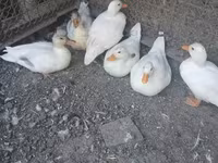 Ducks — fotografija 1