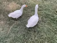 Geese — fotografija 3