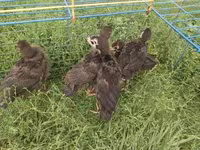Turkeys — Foto 1