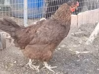 Chickens — Foto 3