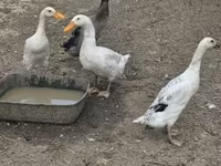 Geese — zdjęcie 6