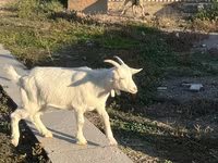 Echki, Saanen goat — 6-rasm