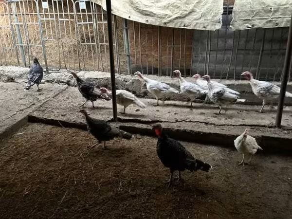 Turkeys