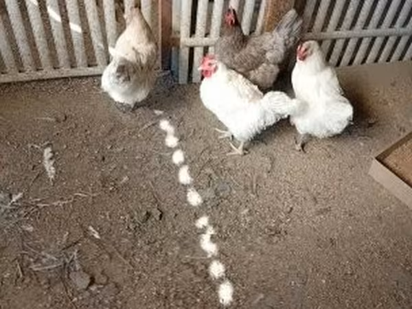 Суссекс