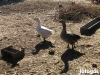 Geese — fotografija 3