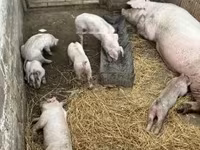 Świnie (partia, płeć nieokreślona) — zdjęcie 1