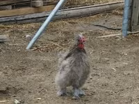 Silkie — zdjęcie 2