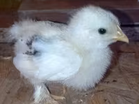 Bantam de Pequim — foto 1