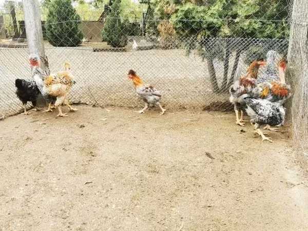 Chickens