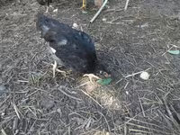 Chickens — zdjęcie 1