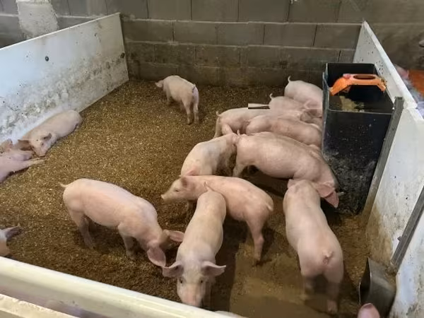 Knur,  — Węgry