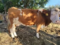 Cow, Simmental cattle — photo 3