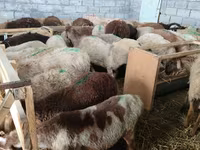 Brebis, Beulah Speckled face sheep — photo 1