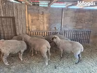 Oveja, Ovejas — foto 1