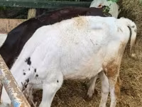 Taureau, Race Holstein — photo 3
