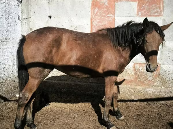 雌馬, 馬