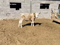 Bull, Simmental cattle — photo 2