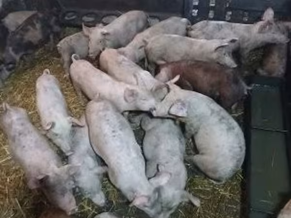 猪（批次，未指定性别）, Pigs