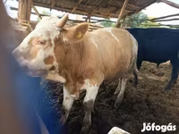 Byk, Simmental cattle — zdjęcie 1