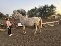 Mare, Horses — photo 1