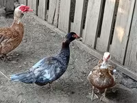 Ducks — fotografija 8