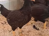 Chickens — الصورة 2