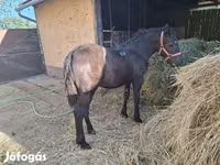 母马, Horses — 照片 1