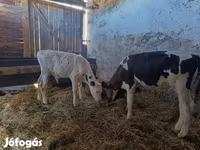 公牛, Russian Black pied cattle — 照片 5