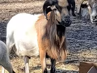 Baran, Cameroon sheep — zdjęcie 3