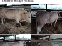 Bull, Cattle — photo 1