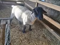 公羊, White Suffolk sheep — 照片 2