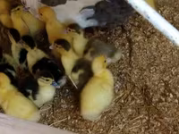 Ducks — foto 2