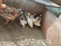 Chickens — Foto 1