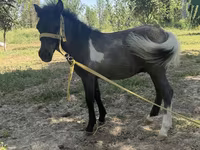 Kobila, Australian Pony — fotografija 1