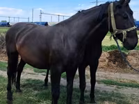 Toychoq, Nonius horse — 2-rasm