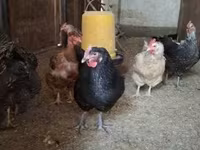 Chickens — fotografija 7