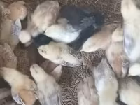 Chickens — الصورة 8