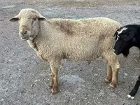 Ovan, Hampshire sheep — fotografija 6