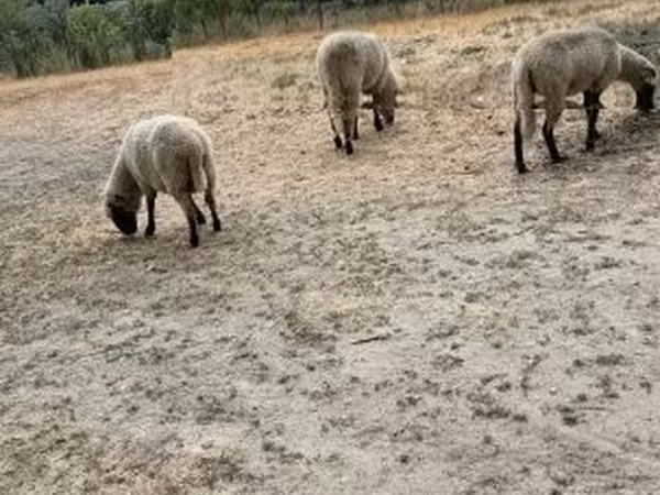 Brebis, Moutons — Hongrie