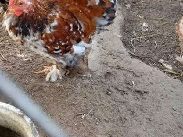 Pekin-Zwerg